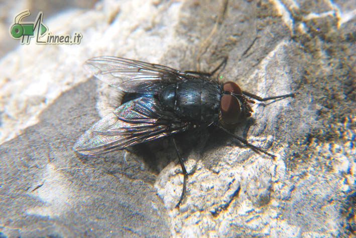 Calliphora vicina e Calliphora vomitoria